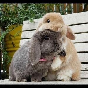 Meet your Posher, Cecilia